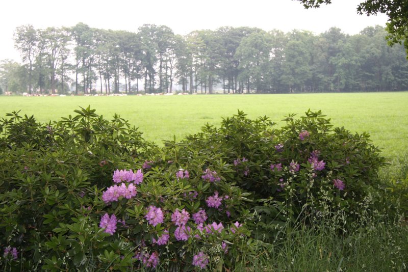 28 may rhododrendons landscape