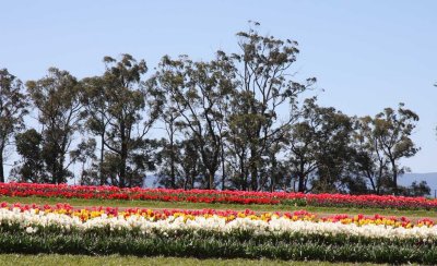 25 september tulips and gum trees