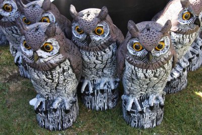 15 October Artifical owls