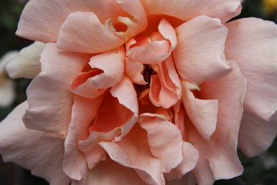 23 october Blooming rose
