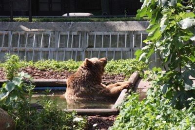 Schnute a real Berliner Bear