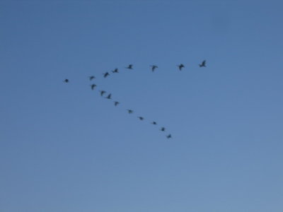 25 november Birds-eye view of Ibis
