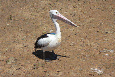 21 december Australian Pelican