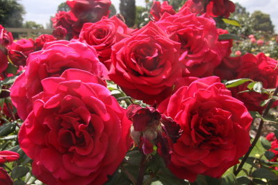 30 december Red Roses