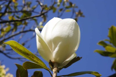 24 January Magnolia Grandiflora