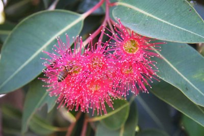 28 january Gum tree flowers