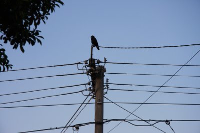 31 January Raven on electricity pole