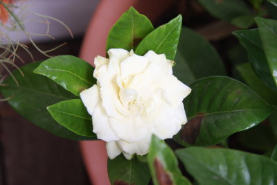 2 February Gardenia flower