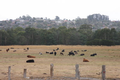 8 February Cows in a paddock at Chesterfield Farm