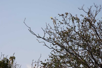 23 February Sulphur Crested Cockatoo