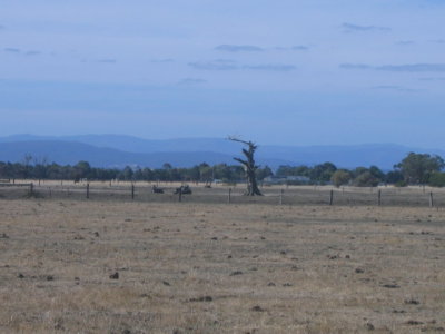 8 march Paddock at Koo Wee Rup