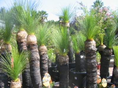 20 March Xanthorrhoea pressii