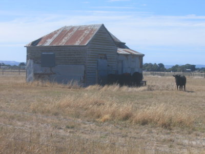 Shed and cows