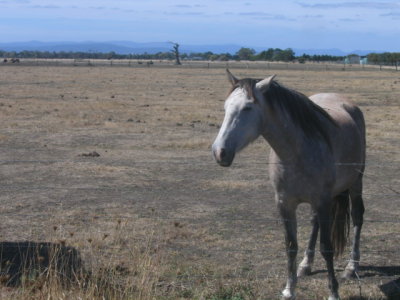 Appalachian Horse