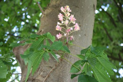 Chesnut flowers