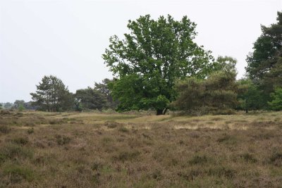 heather field