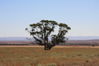 28 march Southern Flinders Ranges