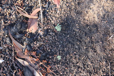 9 april ... new life sprouts, after the Bushfires