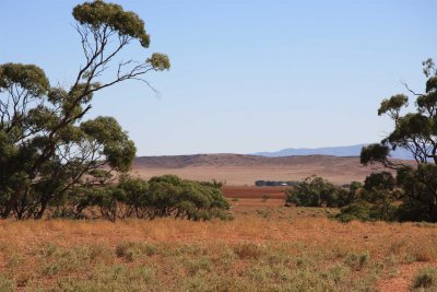 Gum trees