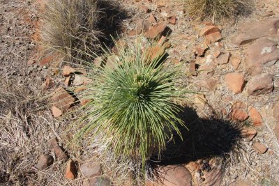 Yacca or grass tree or Xanthorrhoea