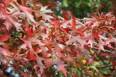 18 April Oak Leaves in Autumn colours