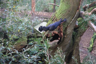 23 May Red Tailed Black Cockatoo