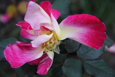 24 May This is the last rose...