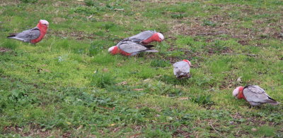 Galahs