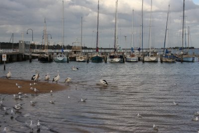 30 Sailboats, Pelicans and seagulls