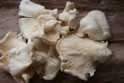 7 Oyster Mushrooms