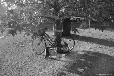 13 Bike under tree