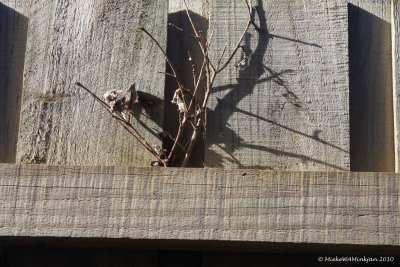 Vertical lines