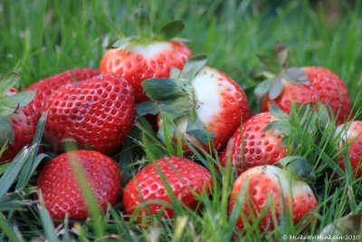 13 Strawberry fields forever