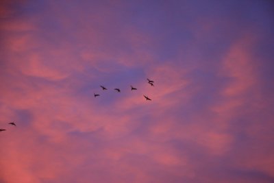 Sunrise with ibis