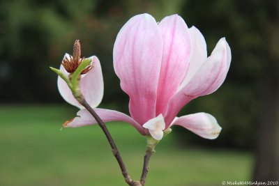 25 Magnolia