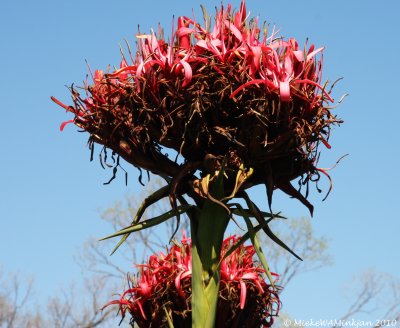 Gymea lily