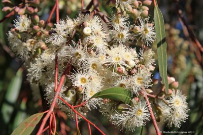 1 Gum tree flowers