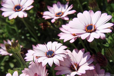 2 African Daisies