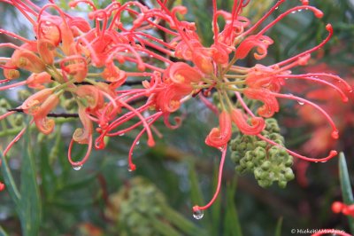 16 Grevillea Banksii