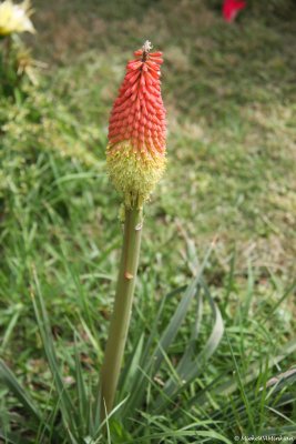 Torch lily