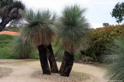 30 Xanthorrhoea preissii