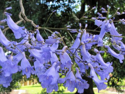 Jacaranda flowers