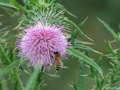 21 Thistle and bee