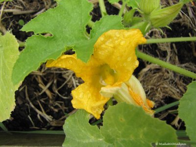 27 Courgette flowers