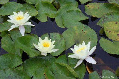 three water lilies flowers