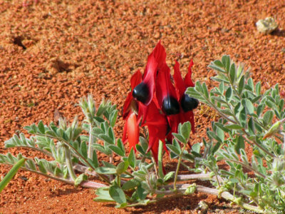 Sturt's Desert Pea flower