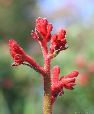 Kangaroo Paw