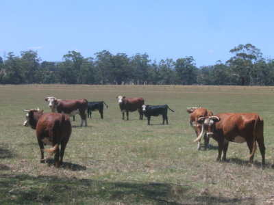 Yersey cows