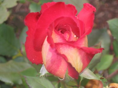 8 february Rose knob