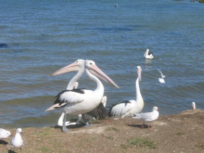 10 february   Pelican's at  Stoney Point